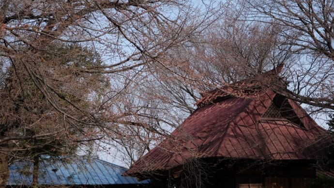 桜開花定点観測 2022.03.25朝