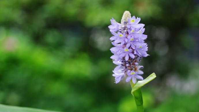 単焦点標準レンズでカメラdeスケッチ