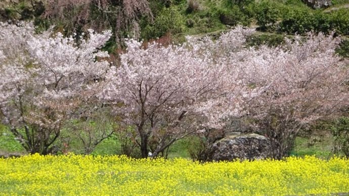 20220408PM 山間の春を周遊〔番外(花見)ウオーク/サクラや菜の花で山間は春爛漫「那賀町木沢〜神山町江田」〕