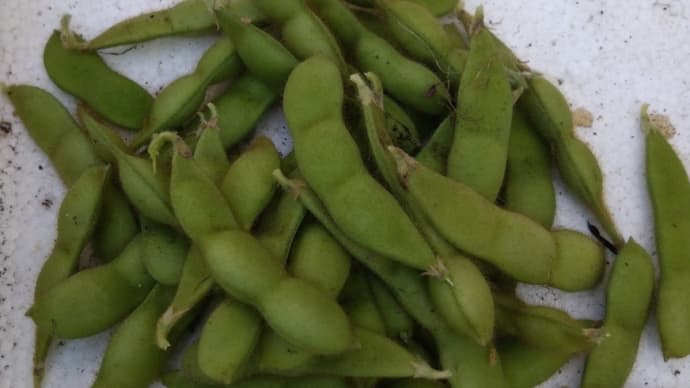 枝豆の栽培2023 ２期目の収穫
