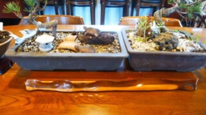 趣味の一つ盆栽