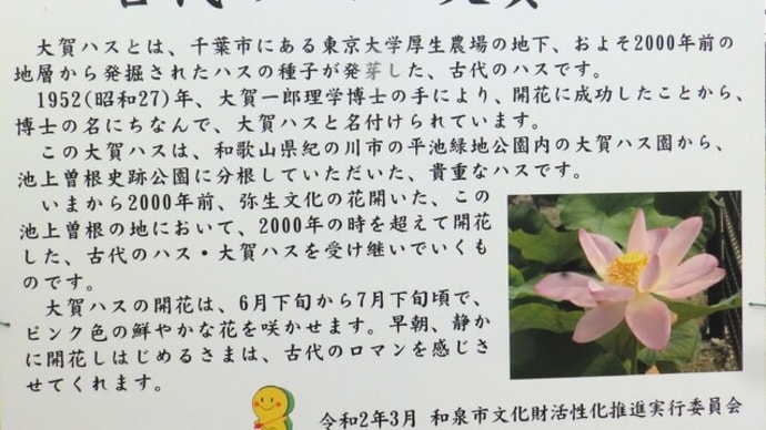 大賀蓮を撮りに行く