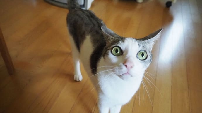NEKO的猫実話<検査結果ハクショ>