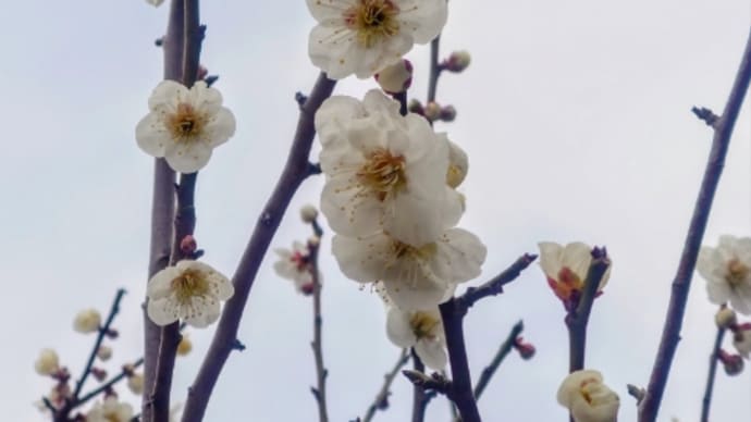 早く元通りの