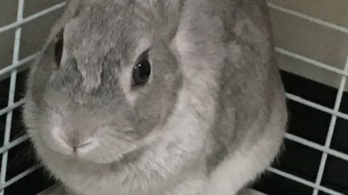 お待たせいたしましたオーダーのうさぎさんやっと完成