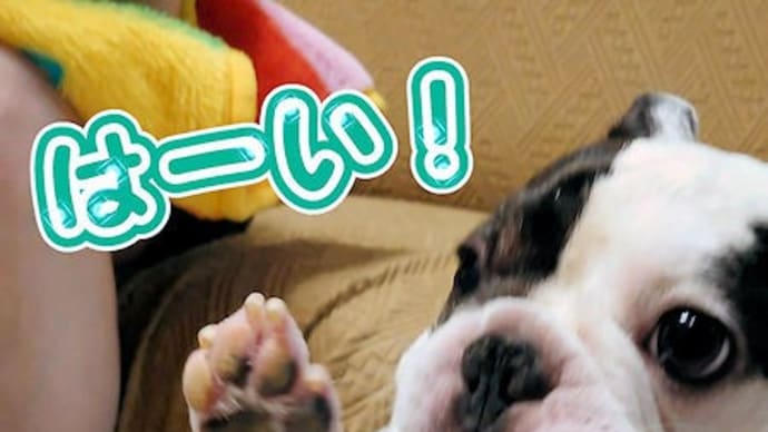 はーい!とオテテあげます!