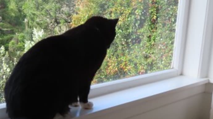 夢見:飼い猫の秘密