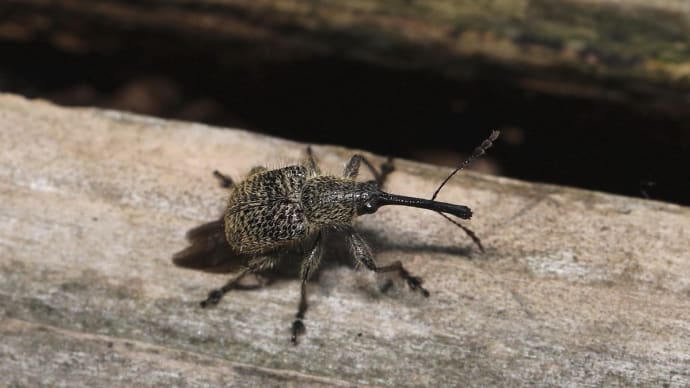 エゴヒゲナガゾウムシ、再びの再び!