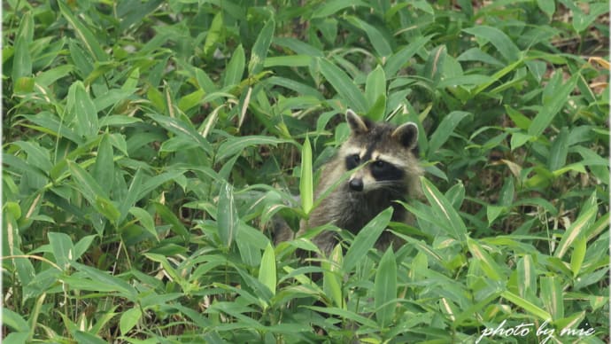 野生動物シリーズ「アライグマの大家族」
