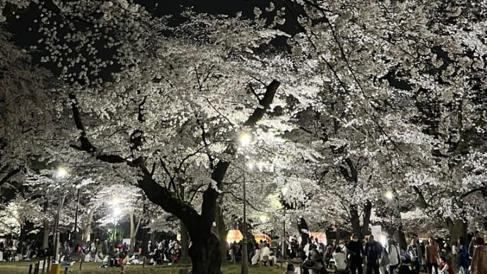 晴れ間に夜桜見物 大宮公園