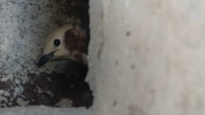 まきば便り「25」鳥