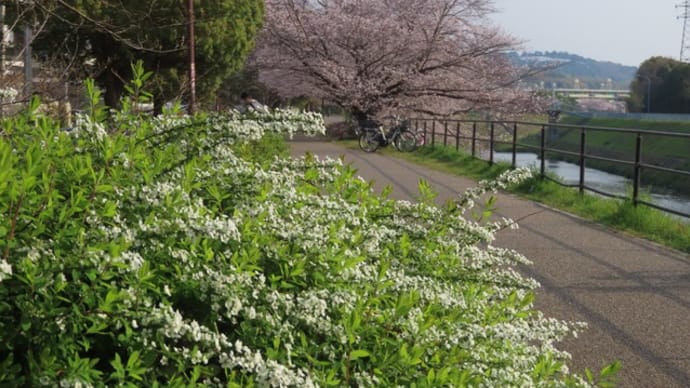 山科川の桜 2025アーカイブ