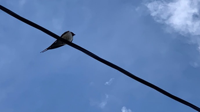 オサンポ walk - 鳥bird: ツバメよ燕 3 Swallows!