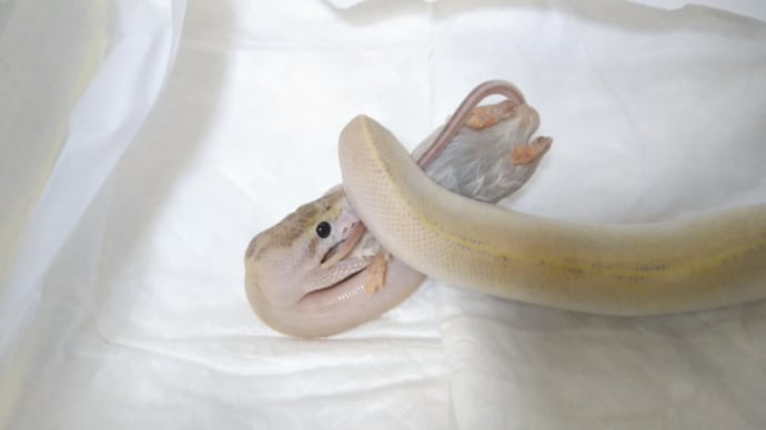 ウリちゃんは、おチビさんだけどすごい食いしん坊