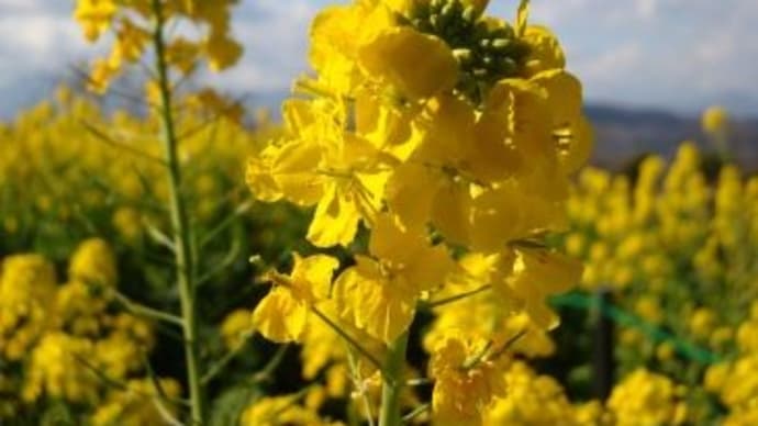 吾妻山の「菜の花」♪、(2024睦月)。