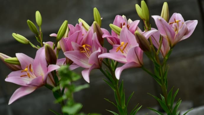 庭の花   北海道