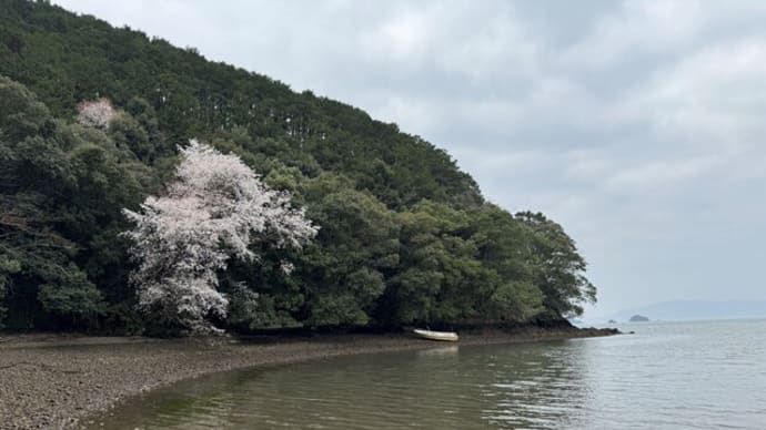 海の桜続編