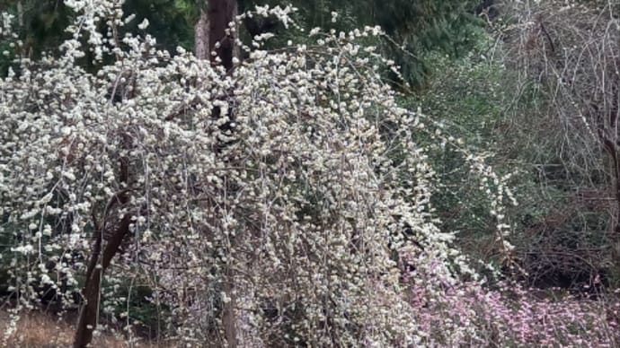 梅の花が満開・・・・!!