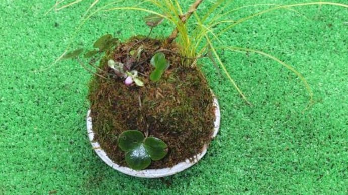 山野草園芸教室の案内