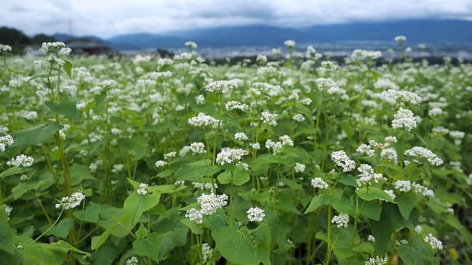 ★ブログ再開★ 梅雨空の下 夏蕎麦満開 2021