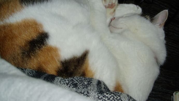 15周忌の先代三毛猫ちびの想い出・・&Eマスク,ツィッター全株取得!?&沈黙S,Sセガール,露支持&木下優樹菜破局&旭川いじめは別記事&小室圭,3度目!?&黒部アルペン,雪の大谷&明日香きらら,鬼コス