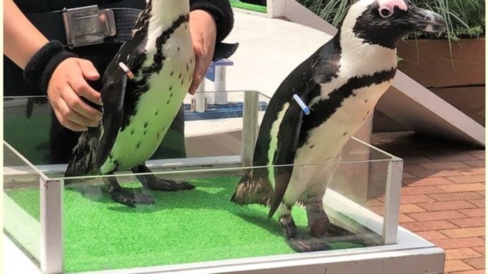 東京 品川アクアパーク ペンギン 1