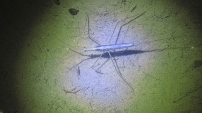 ミズカマキリ