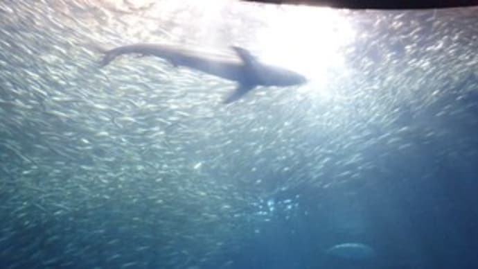 あいち・なごや周遊観光パスポートで名古屋港ガーデンふ頭 名古屋港水族館 2