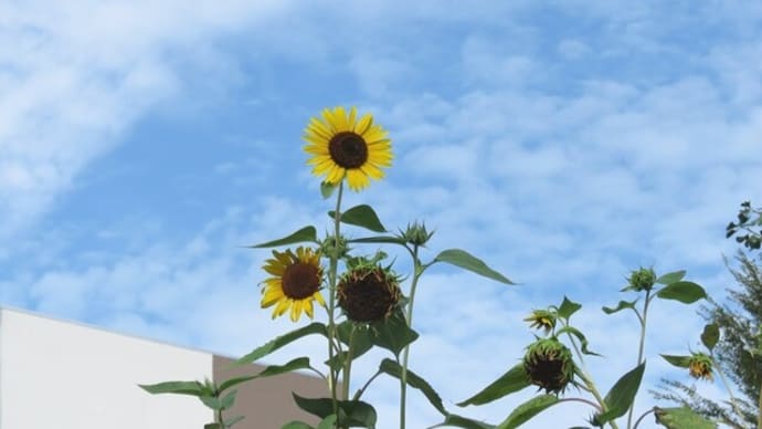 今年も夏はひまわり♪