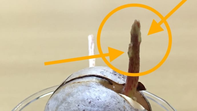 種からアボカド水耕栽培→「芽」葉っぱの兆しと「根っこ」には本物の根・・・ワクワク(o^^o)