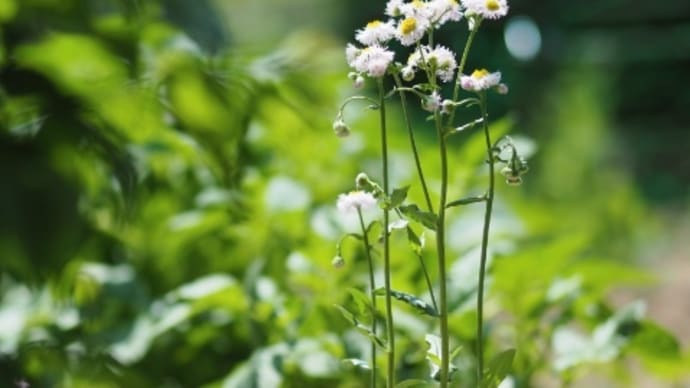 鉢植えハルジオンは魅力的か