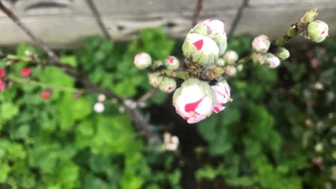 ハナモモが咲きそうです~庭便り
