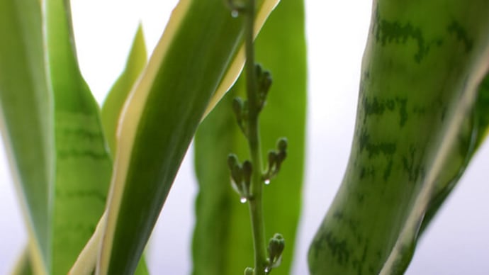 トラノオ（sansevieria）につぼみ