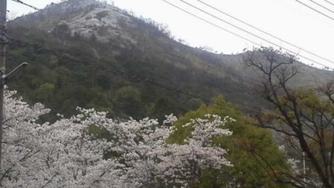 雨の観桜会