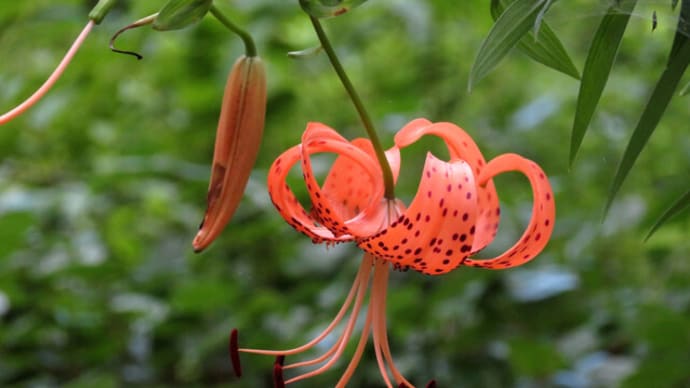 今日はユリの花で優雅に!~京都府立植物園2021/7中旬(2)