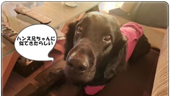 似てきた