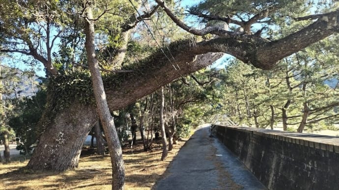 三木里海岸のクロマツ