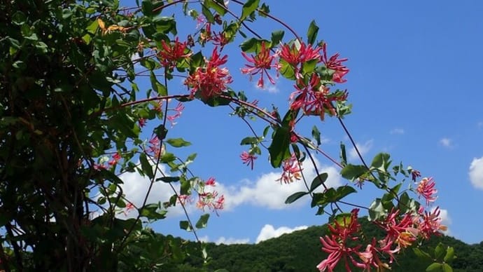 Japanese Honeysuckle