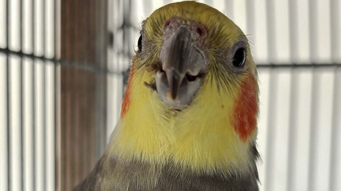 ピーちゃんです