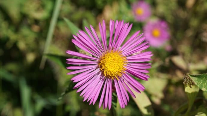 秋の花(実):帰化植物