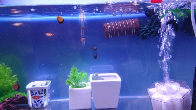 水換えしました 2023/02/27