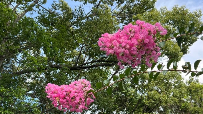 緑に、ピンクのサルスベリの花 とっても鮮やかに咲いています