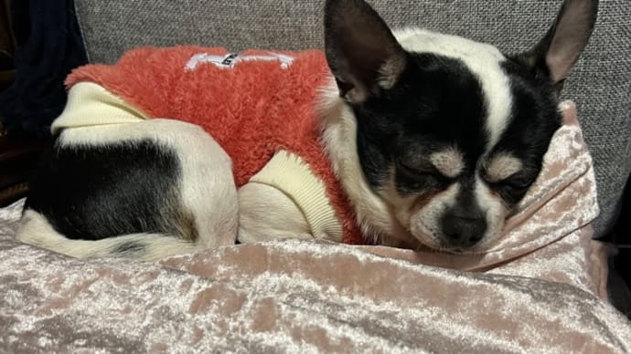 豆太と一緒に散歩🚶🐕