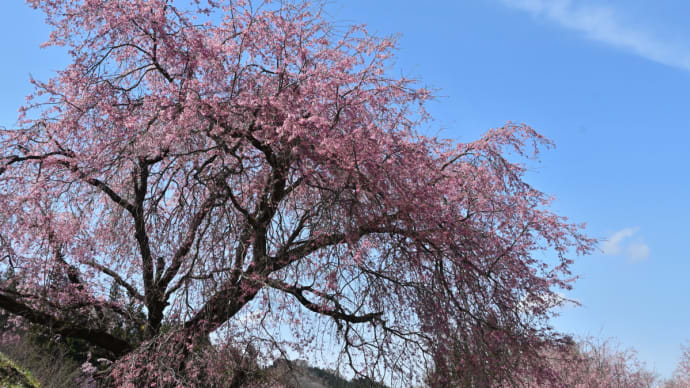 お花見! 番所の桜、立屋の桜・・・(小川村) ☆4月12日の撮影です