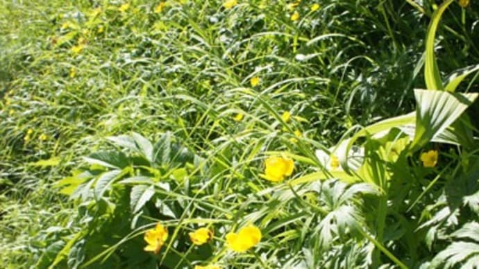 北岳 高山植物編 20 シナノキンバイ