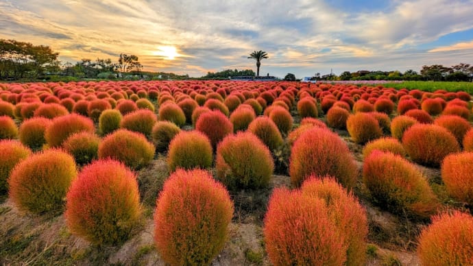 夕暮れのコキア 〜和泉環境リサイクル公園〜