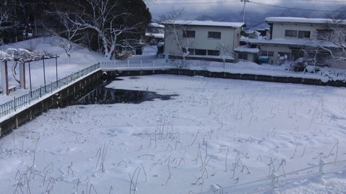連日の寒波 カルガモは1羽も来ない