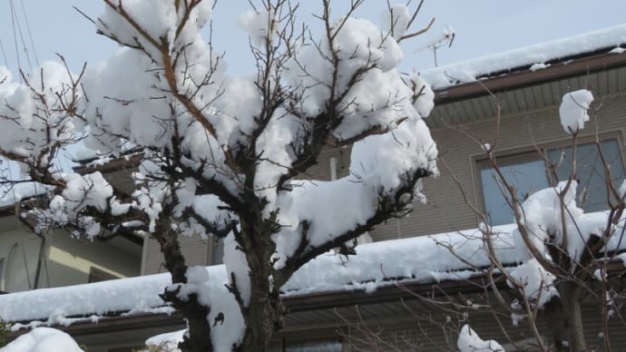 大雪、雪掻き、疲労困憊!