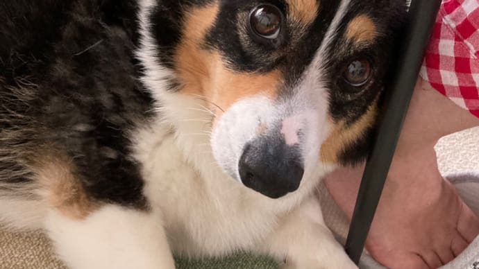 20230624の猫たちと時々犬