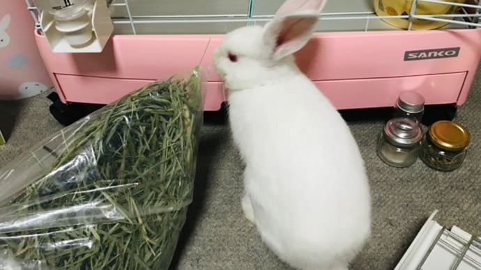 大きくなったね、シロちゃん!